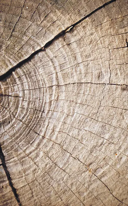 Wabi Sabi Hout Woonstijlen Villa Arena Amsterdam